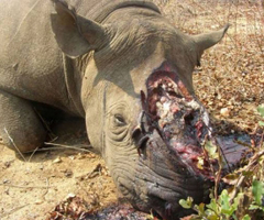  Se dispara la caza furtiva de rinocerontes en África 
